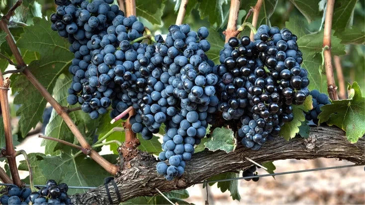 Tempranillo Grape Seeds (Vitis vinifera var. Tempranillo) – Premium Certified High-Yield Specialty Spanish Wine and Table Grape Vine Seeds for Planting (100 Pcs)