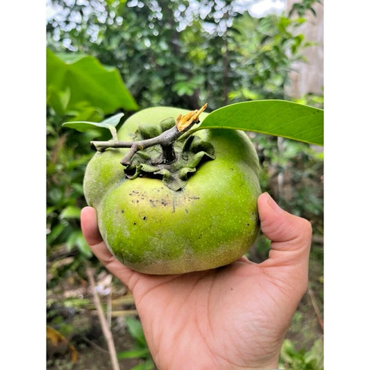 20+ Black Sapote Seeds (Diospyros nigra / Chocolate Pudding Fruit Tree / Exotic Tropical Fruit) – Premium Tropical Fruit Tree & Orchard Seeds for Planting