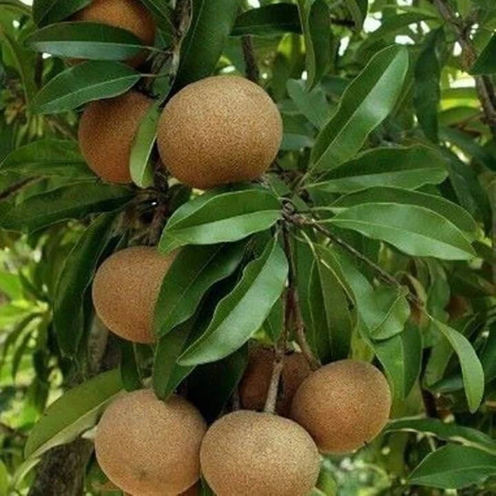 Premium Sapodilla Honey Seeds (Manilkara zapota var. Honey) – Sweet Chico Zapote Exotic Fruit Seeds for Planting (500+ Pcs)