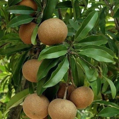 Premium Sapodilla Honey Seeds (Manilkara zapota var. Honey) – Sweet Chico Zapote Exotic Fruit Seeds for Planting (500+ Pcs)