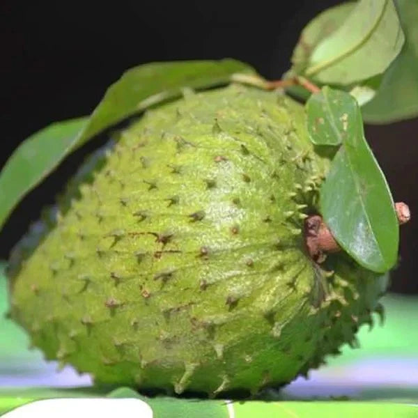 Organic Soursop Seeds var. Queen Soursop (Annona muricata) – Premium Giant Guanabana Fruit Seeds for Planting (100+ Pcs)