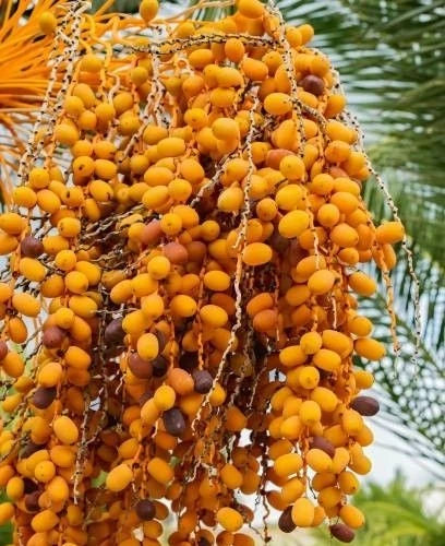 Rabia Date Palm Seeds (Phoenix dactylifera) – 35+ Premium Rare Sweet Saudi Arabian Rabea Date Seeds