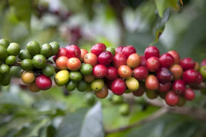 S795 Coffee Seeds (Coffea arabica var. S795 / "Selection 795" Legendary Indian Shade-Grown Selection) – Premium Gourmet Specialty Coffee Plant Seeds for Planting
