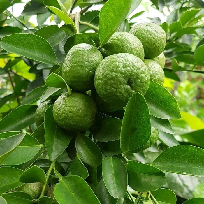 Limau Citrus Seeds (Citrus Amblycarpa) – Certified Heirloom Southeast Asian Acid Citrus Fruit Crop for Planting