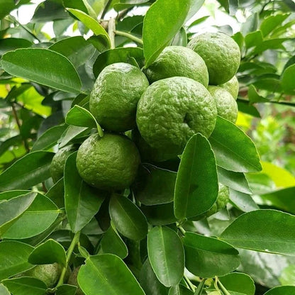 Limau Citrus Seeds (Citrus Amblycarpa) – Certified Heirloom Southeast Asian Acid Citrus Fruit Crop for Planting