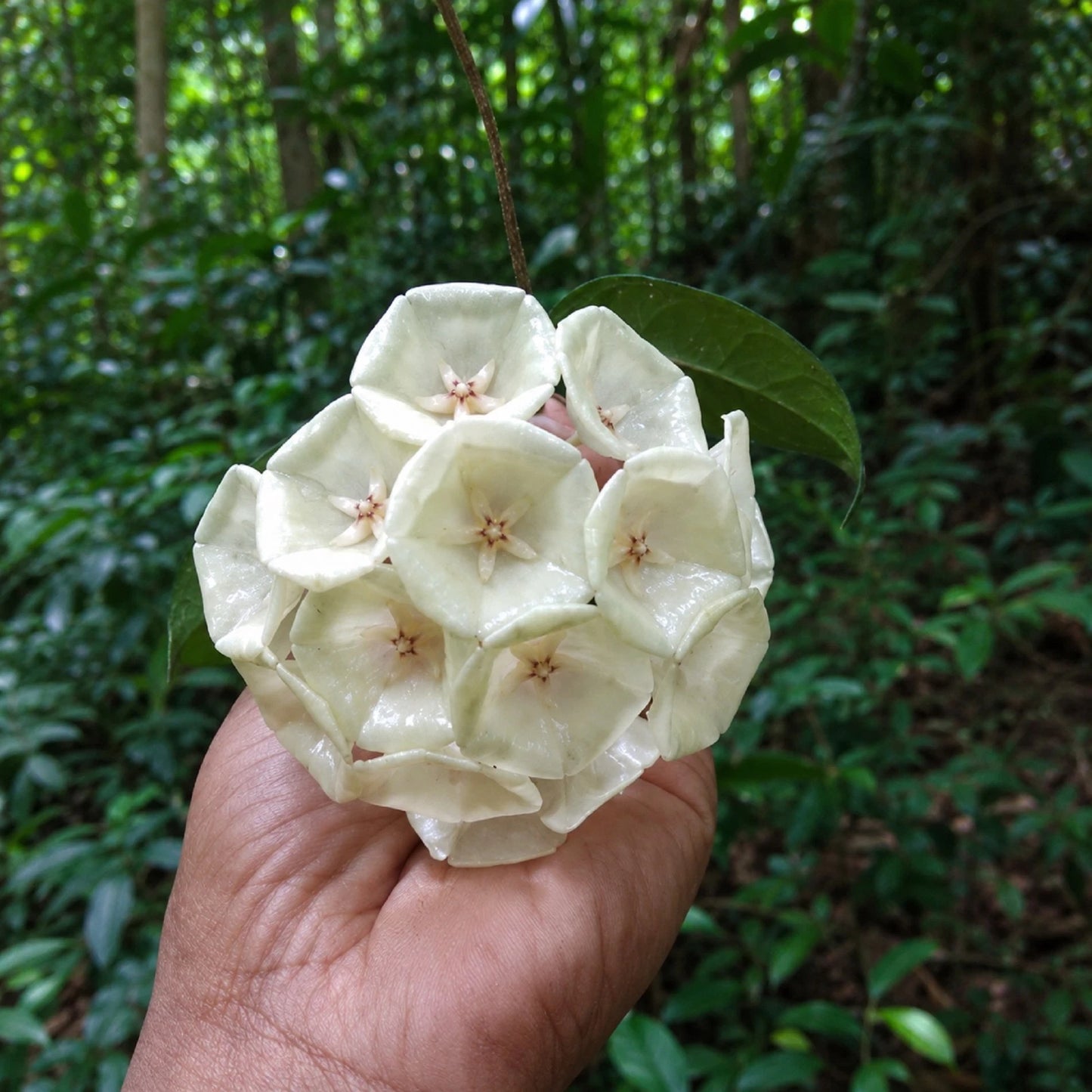 Rare Hoya Campanulata - Premium White Bell Flower Exotic Tropical Wax Plant
