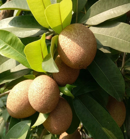 Bali Sapodilla Seeds (Manilkara zapota) – 35 Pcs Premium Rare Sweet Sawo Bali Chico Seeds