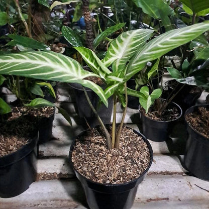 Xanthosoma lindenii 'Magnificum' (Angel Wing) – Stunning Tropical Aroid