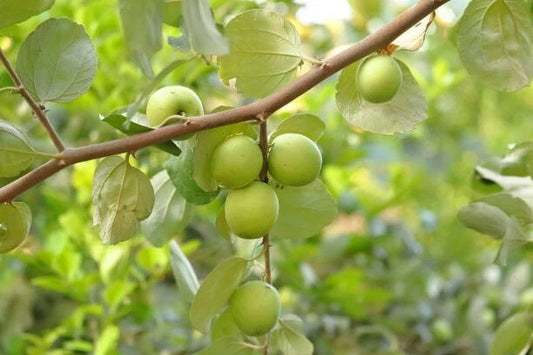 Green Jujube Putsa Apple (Ziziphus mauritiana) – 120+ Premium Seeds