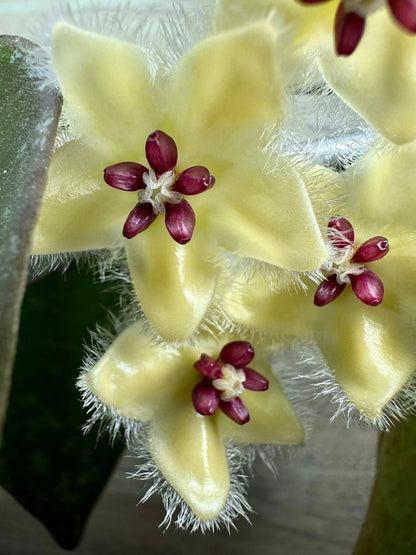 Rare Hoya Sangguensis Red Sp Borneo - Premium Sun-Stressed Leaf Exotic Tropical Wax Plant