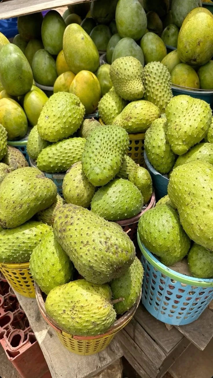 Premium Cuban Fiberless Soursop Seeds (Annona muricata var. Cuban Fiberless) – Sweet Tropical Fruit Tree Seeds for Planting (100+ Pcs)