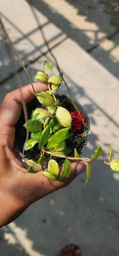 Hoya Lacunosa Minara – Rare Tropical Indoor Outdoor Wax Plant Certified Live Specimen for Planting