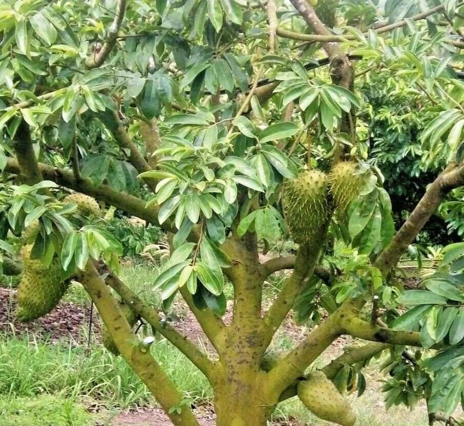 Organic Soursop Seeds var. Giant Soursop (Annona muricata) – Premium Colossal Guanabana Fruit Seeds for Planting (100+ Pcs)