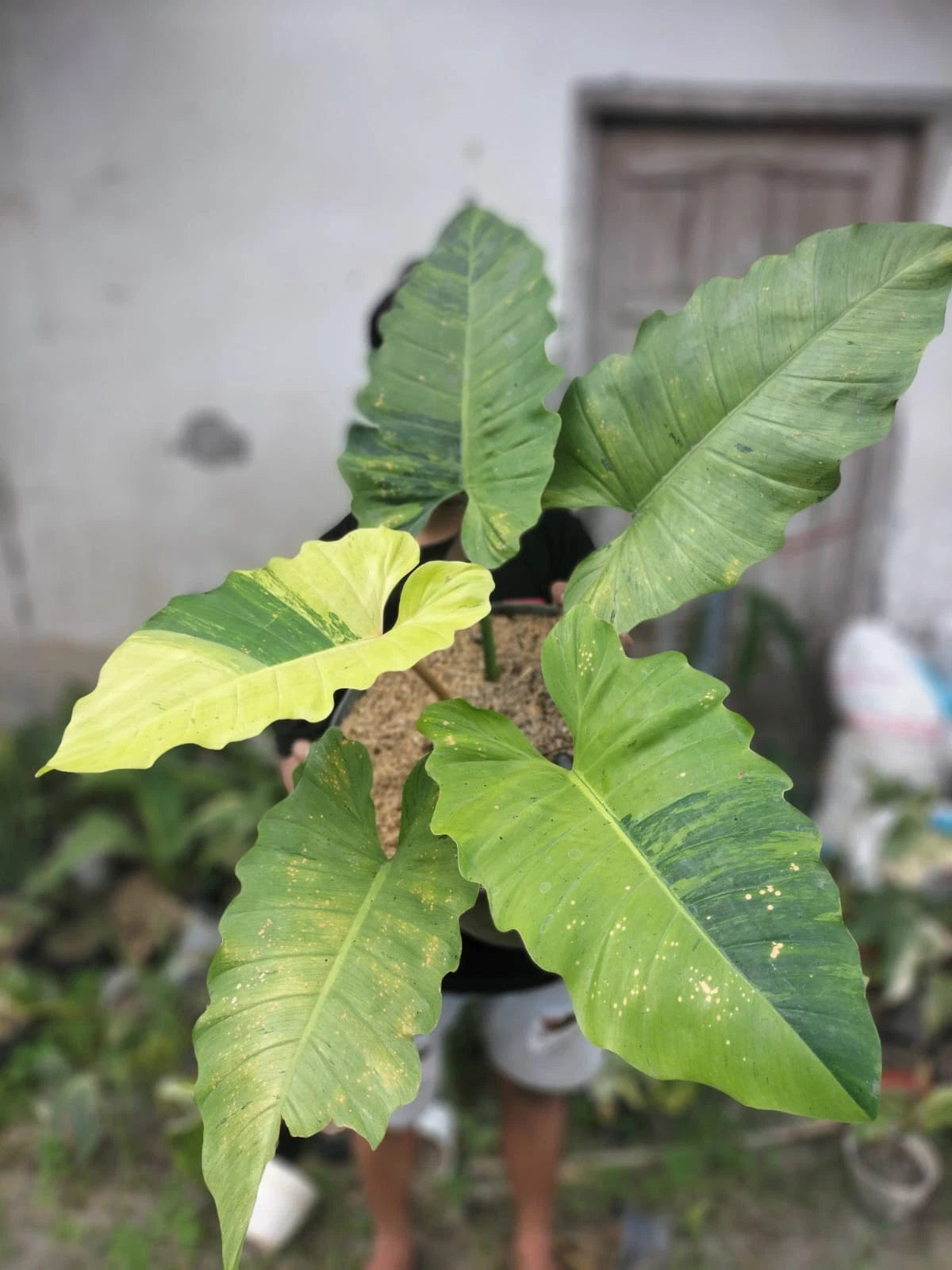 Philodendron Jungle Fever Variegated Real Picture Big Size House Plant – Premium Certified Rare Variegated Specimen for Planting