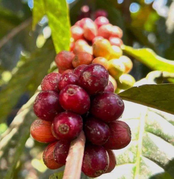Geisha Guatemala Coffee Seeds (Coffea arabica) – 120+ Premium Rare Gesha Coffee Seeds