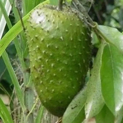100++ Fresh Queen Soursop Seeds (Annona muricata var. Queen Soursop) – Premium Graviola Fruit Plant Seeds for Planting