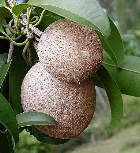 Caramel Sapodilla Seeds (Manilkara zapota) – 35+ Premium Rich Honeyed Toffee Sweet Chikoo Seeds