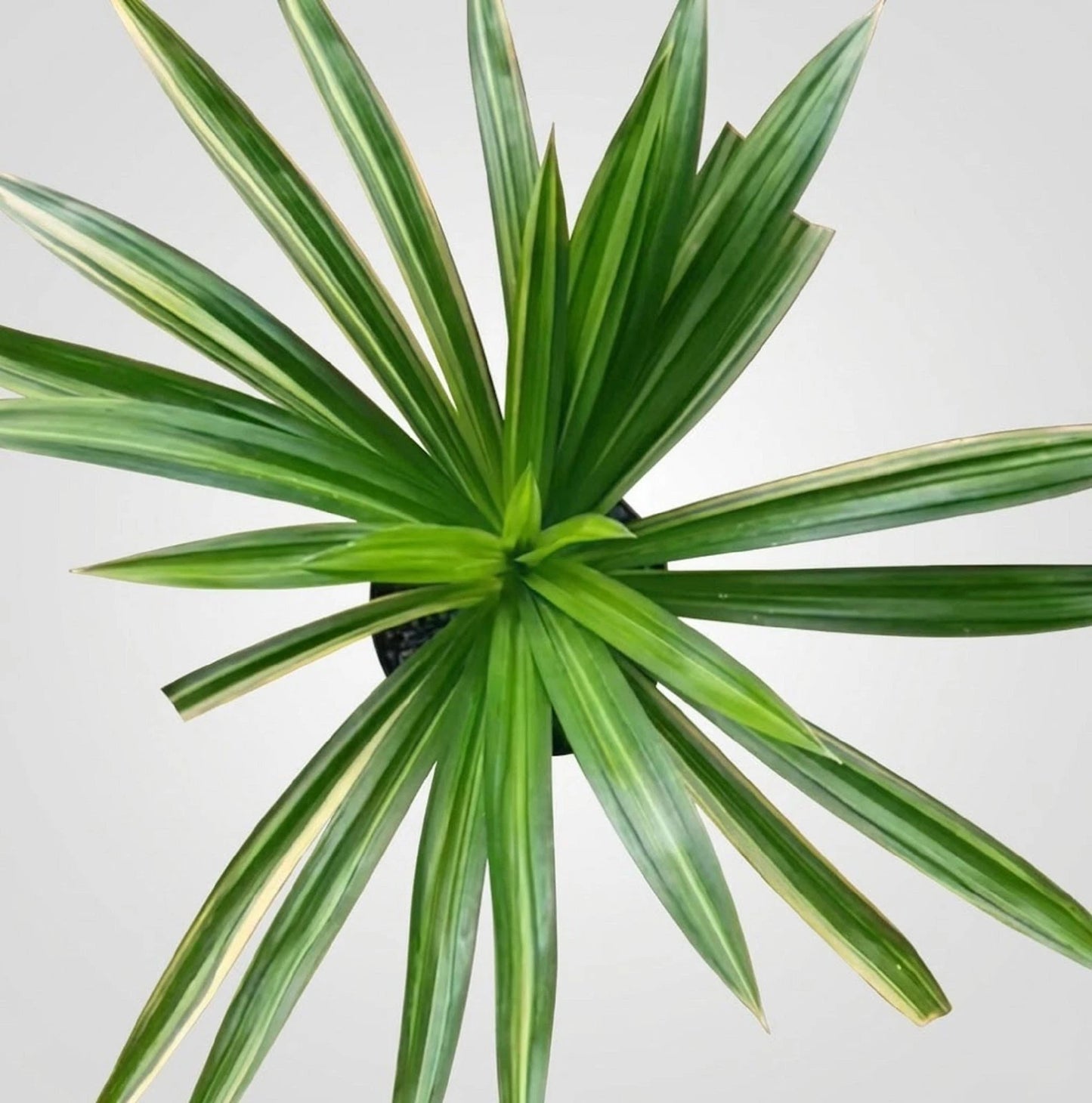 Pandanus amaryllifolius Variegated – Rare Fragrant Tropical Specimen