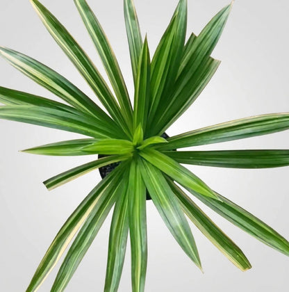 Pandanus amaryllifolius Variegated – Rare Fragrant Tropical Specimen
