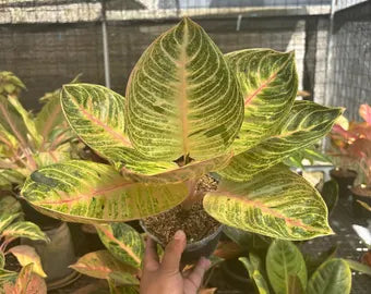 Aglaonema 'Minion' - Charming & Unique Tropical Houseplant
