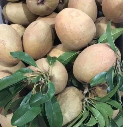 Hong Xuan Sapodilla (Manilkara zapota) – 35+ Premium Chikoo Seeds