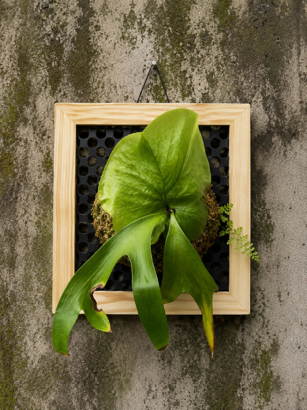 Rare Platycerium Coronarium Philippine - Premium Mounted Tropical Epiphytic Houseplant
