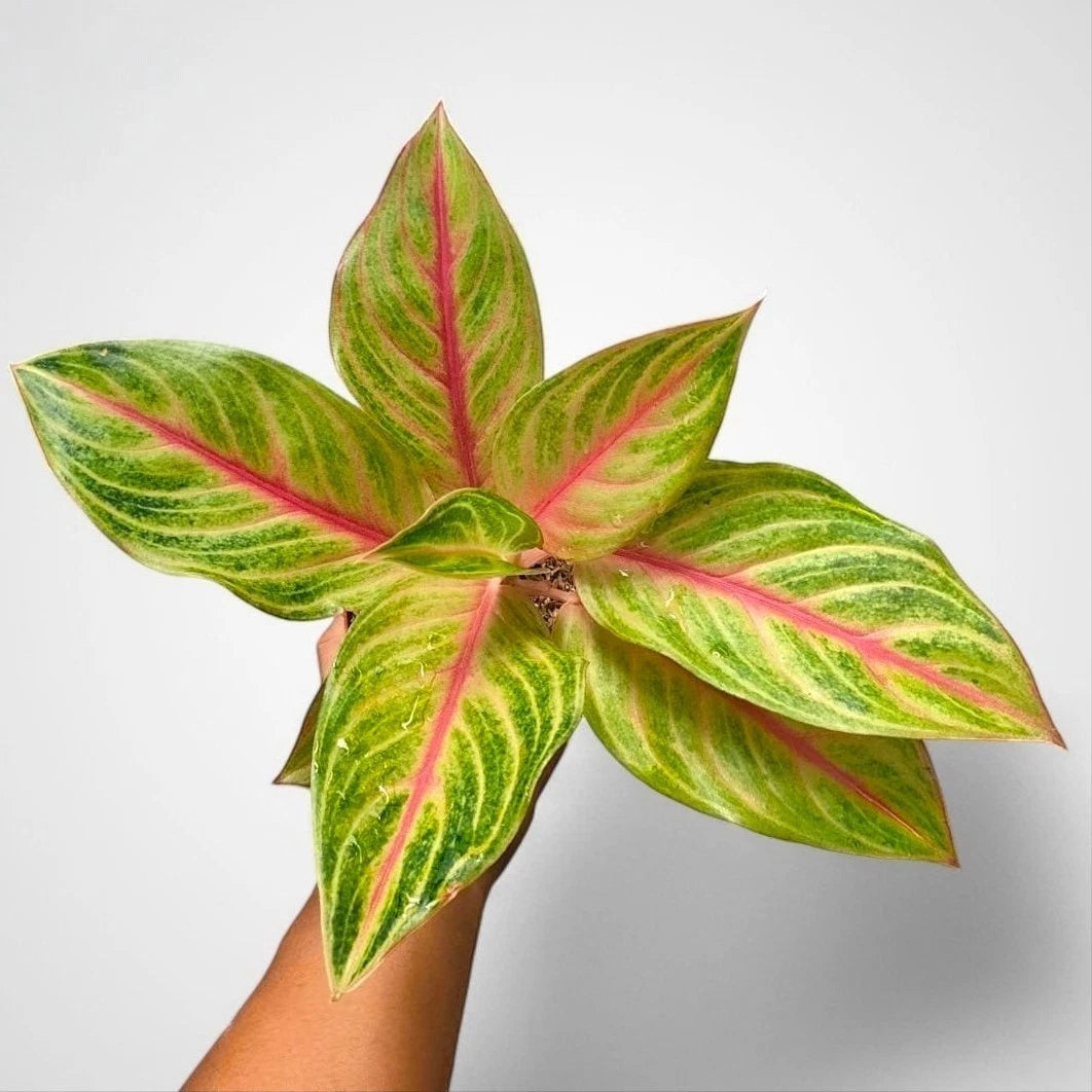 Aglaonema 'Red Panama' - Bold & Exotic Tropical Houseplant