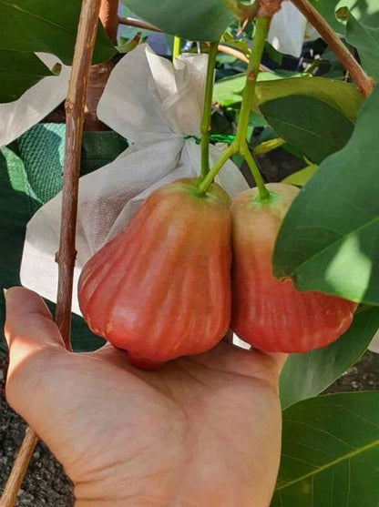 Grafted 'Barbie Sugar' Wax Apple (Water Apple) – Premium Tropical Fruit Tree