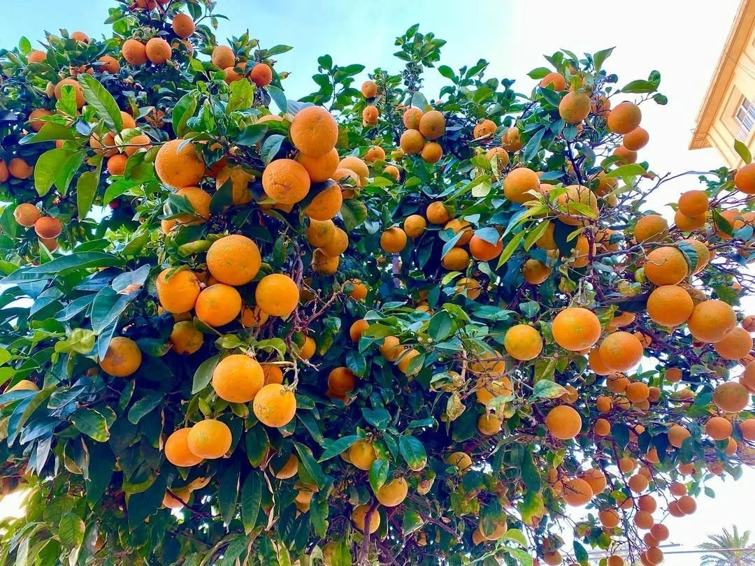Valencia Orange Seeds (Citrus sinensis 'Valencia') – 30+ Premium Fresh High-Viability Sweet Orange Seeds