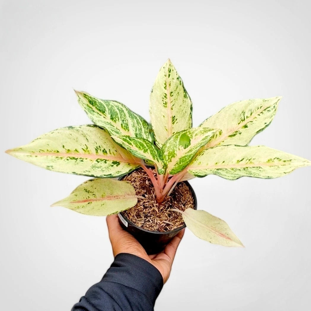 Aglaonema 'Cinderella' - Enchanting Tropical Foliage