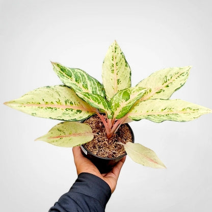 Aglaonema 'Cinderella' - Enchanting Tropical Foliage