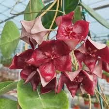 Hoya Megalaster Ubiyau | Rare Hoya Wax Plant | Tropical Indoor Outdoor Houseplant