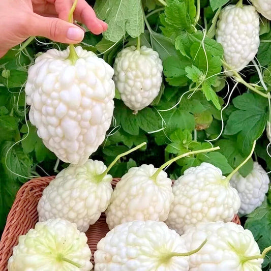 White Apple Bitter Melon Seeds (Momordica charantia) – Premium Round White Bitter Gourd Vegetable Seeds for Planting (50+ Pcs)