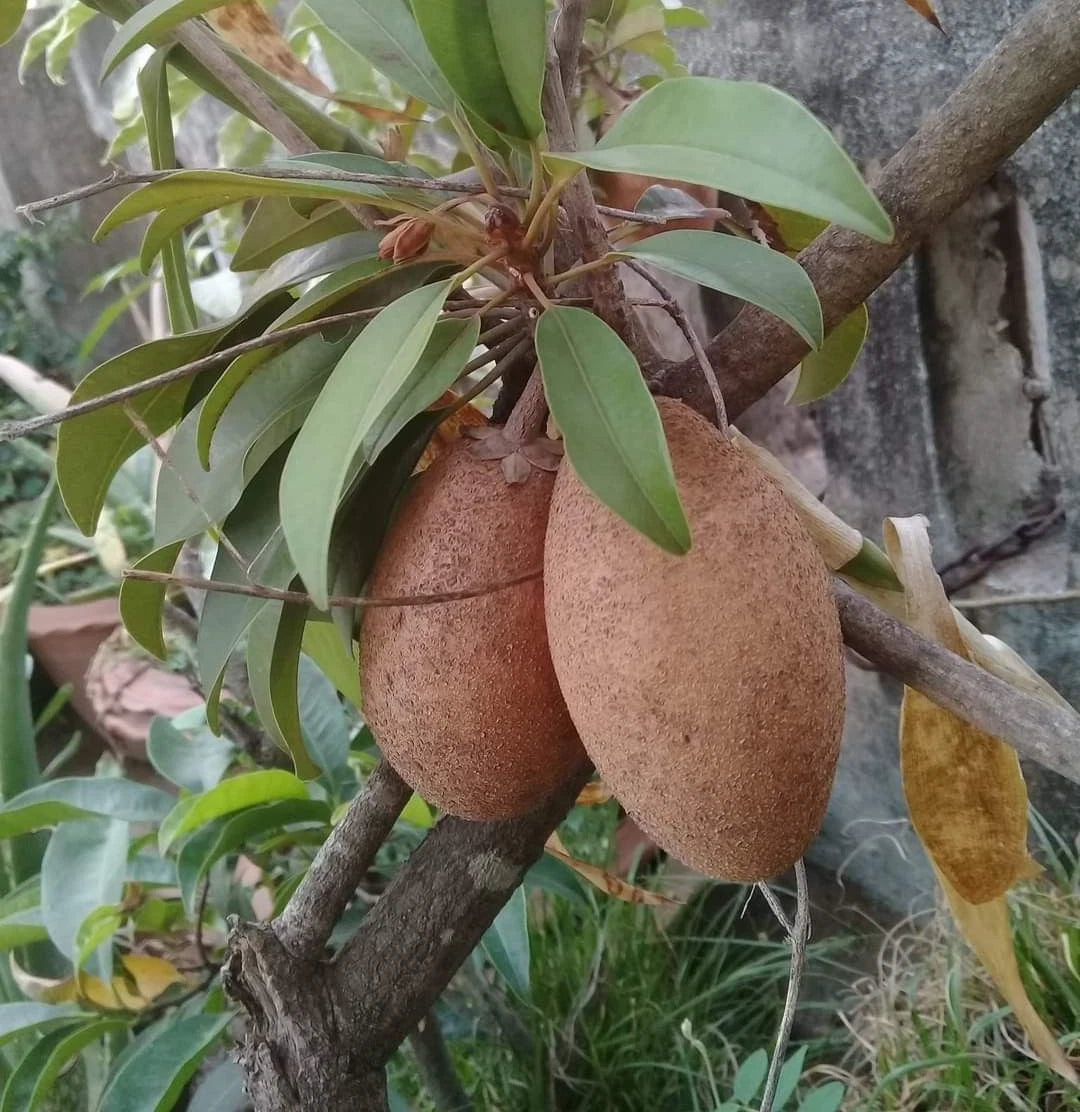 Sapodilla "Kmak" (Manilkara zapota) – 35+ Premium Sweet Chico Zapote Seeds
