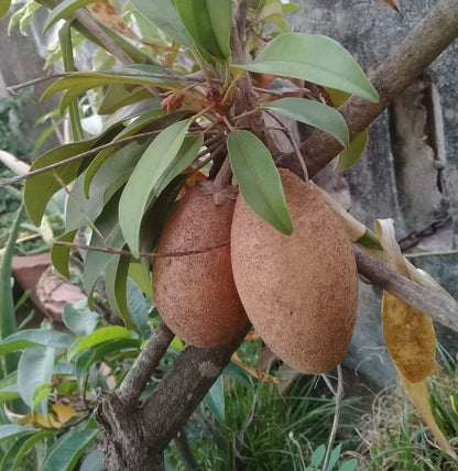 Sapodilla "Kmak" (Manilkara zapota) – 35+ Premium Sweet Chico Zapote Seeds