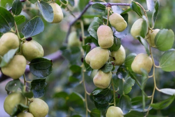 Green Jujube Putsa Apple Seeds (Ziziphus mauritiana / 5,000+ Bulk Indian Plum Fruit Tree Seeds) – Premium Exotic Botanical Specimen Plant Seeds for Planting