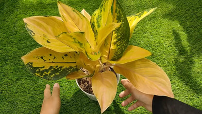 Aglaonema 'Golden Love' - Radiant & Unique Tropical Houseplant