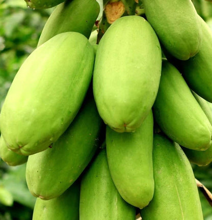 California Papaya Seeds (Carica papaya var. California) – Premium Sweet Red-Fleshed Pawpaw Fruit Seeds for Planting (150 Pcs)