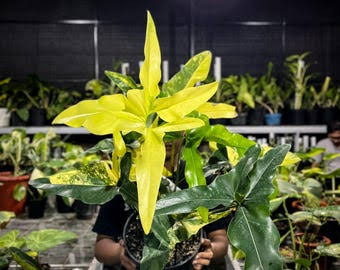 Ultra Rare Thaumatophyllum Adamantinum Variegated - Premium Large Exotic Structural Aroid