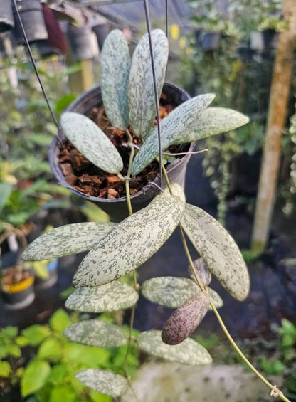 Stunning Hoya Sigillatis Silver – Rare Tropical Indoor & Outdoor Wax Plant