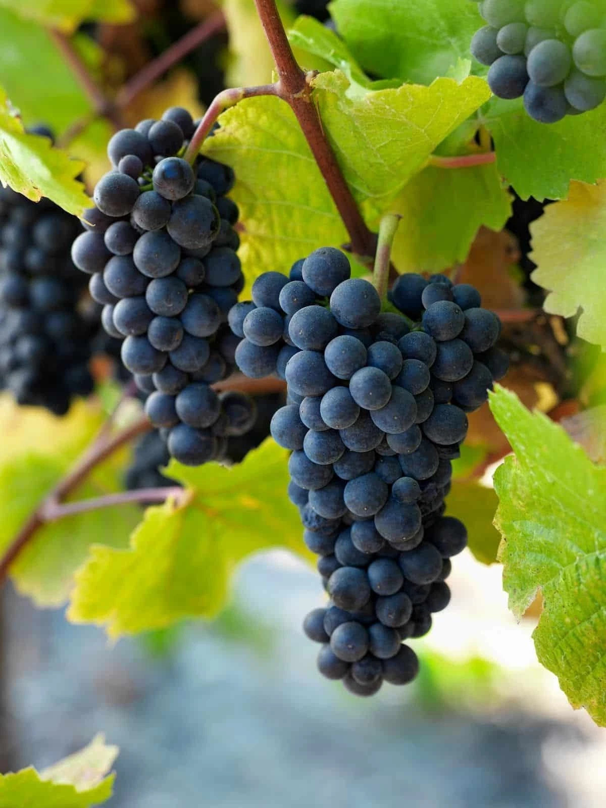 Pinot Noir Grape Seeds (Vitis vinifera) – Premium Certified Wine Grape Vine Plant Seeds for Planting