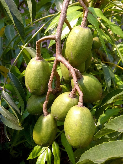 Grafted Dwarf Kedondong Fruit Tree - Mini Ambarella Sweet Tropical Plant