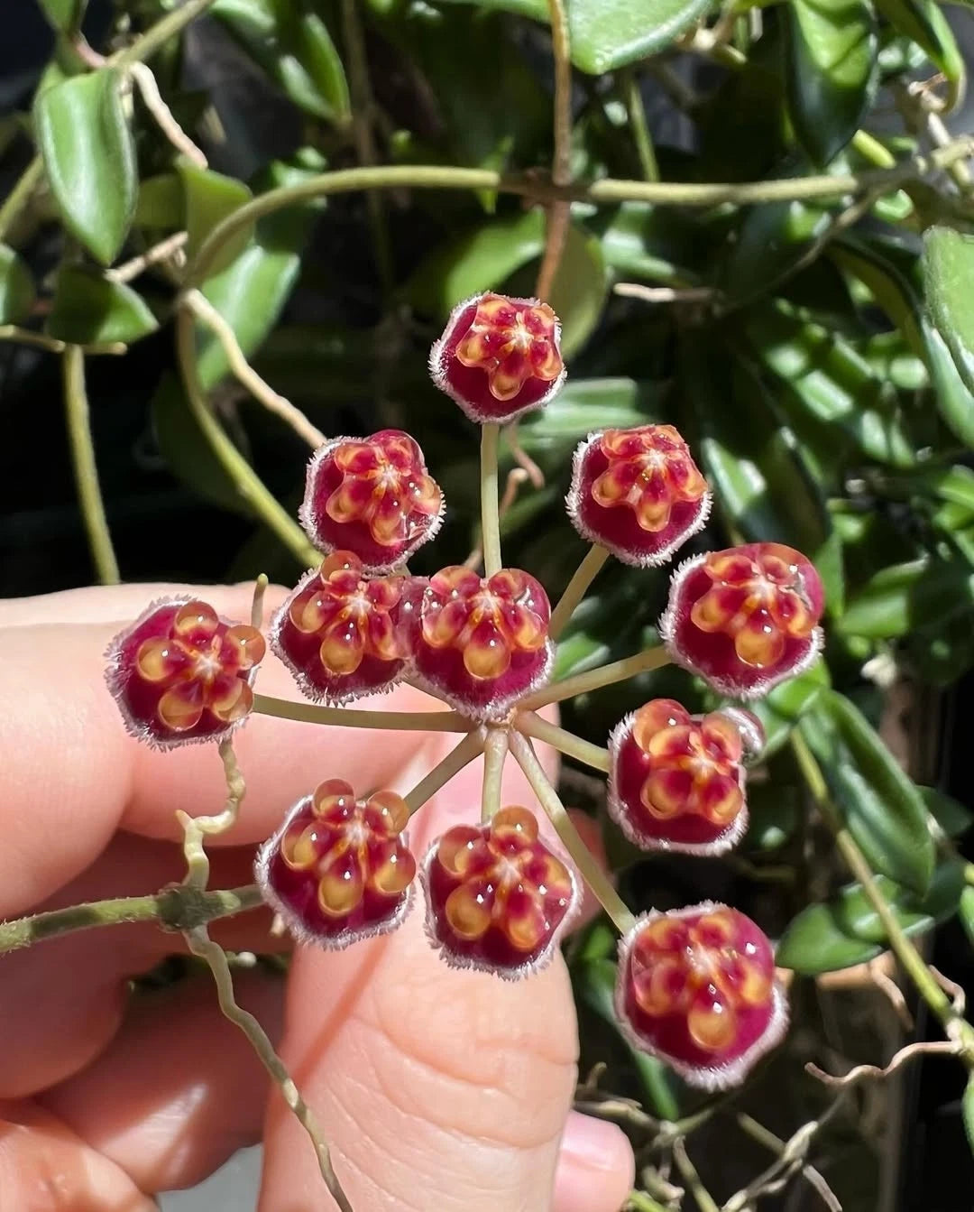 Rare Hoya Zambales PG04 - Premium Exotic Tropical Wax Plant