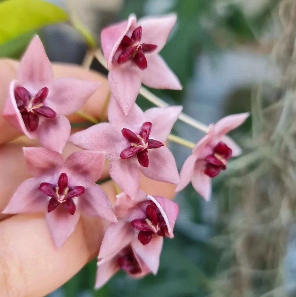Hoya Piestolepis sp. Papua | Rare Hoya Wax Plant | Tropical Indoor Outdoor Houseplant