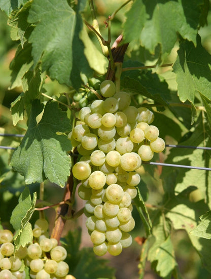 Arnsburger Grape Seeds 100+ pcs (Vitis vinifera 'Arnsburger') – Premium Certified Wine and Table Grape Vine Plant Seeds for Planting