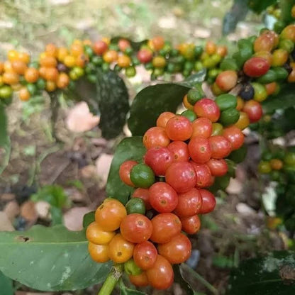 Bourbon Orange Coffee Seeds (Coffea arabica var. Bourbon Amarello / Orange Bourbon) – Rare Heirloom Specialty Coffee Beans for Planting and Cultivation