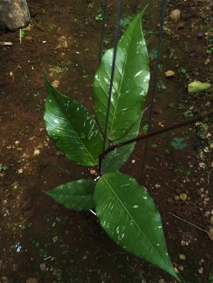 Hoya sp. Aceh Rikit Musara - Rare Tropical Wax Plant Collector Specimen