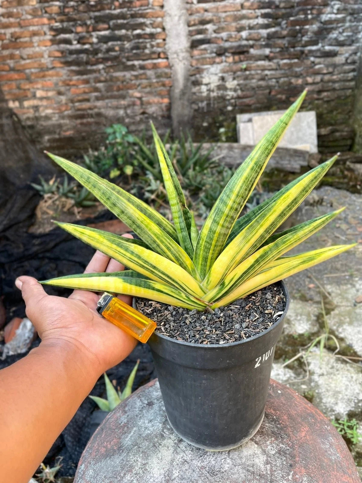 Sansevieria 'Marsha Anjani' Variegated - Rare Architectural Collector's Specimen