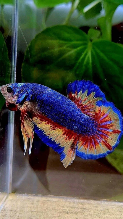Rare Plakat Blue Vanda Fire - Premium Import Betta from Indonesia