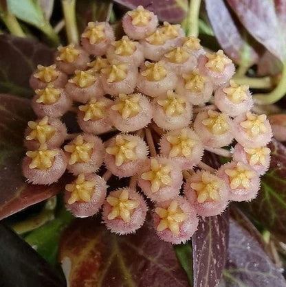 Premium Hoya Sunrise Red Live Plant (Hoya 'Sunrise') – Rare Hybrid Wax Plant Specimen with Sun-Stressed Foliage for Collectors